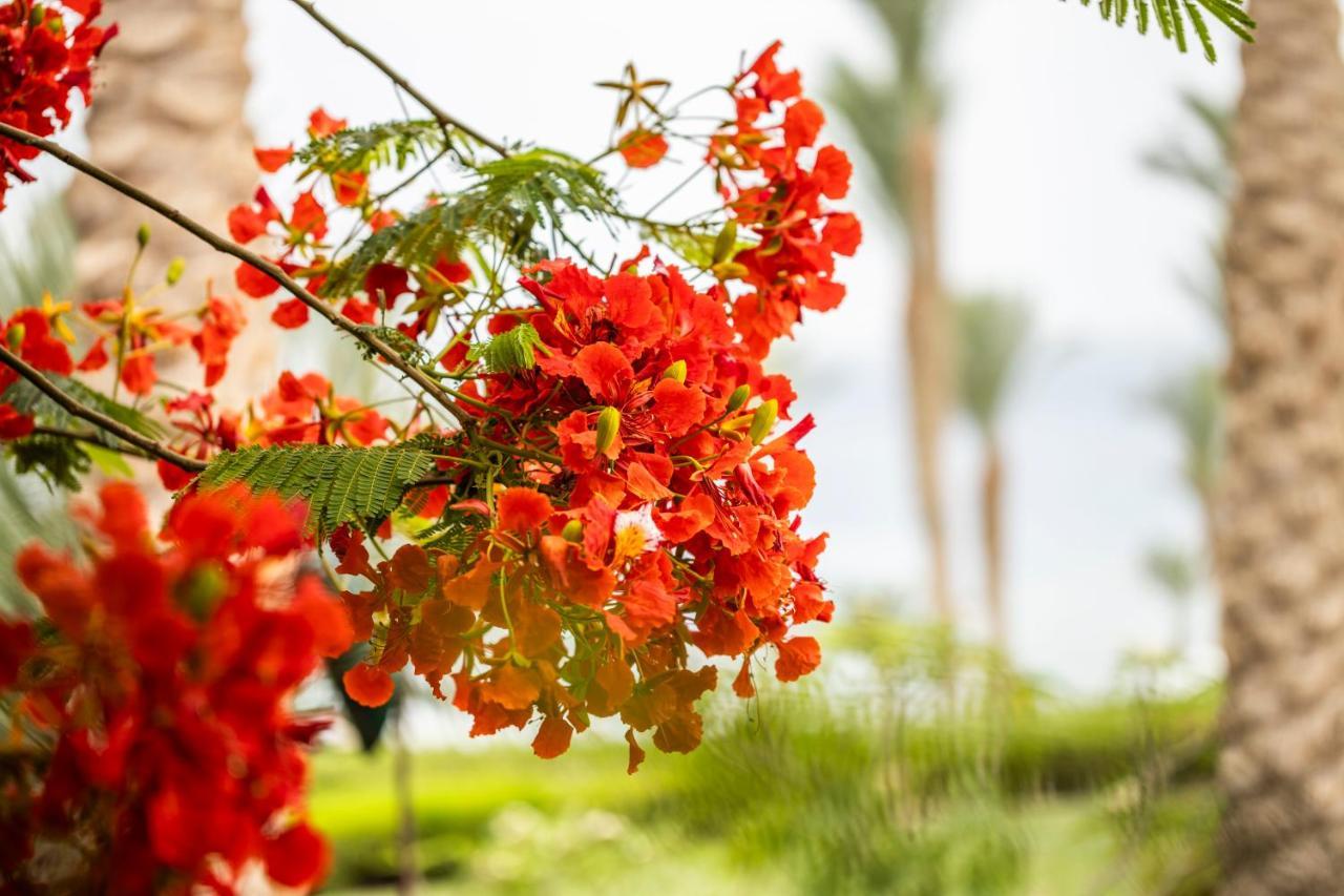 Four Seasons Resort Sharm El Sheikh Private Residential Villa & Chalet - Egypt エクステリア 写真